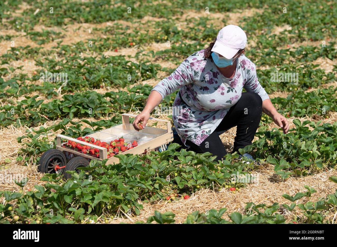 03. Juni 2021, Sachsen, Mügeln: Ein Erntearbeiter pflückt anlässlich der Eröffnung der Erdbeersaison Erdbeeren auf einem Feld. Zwei Wochen später als in den Vorjahren hat in Sachsen die Erdbeersaison begonnen. Foto: Sebastian Kahnert/dpa-Zentralbild/dpa Stockfoto