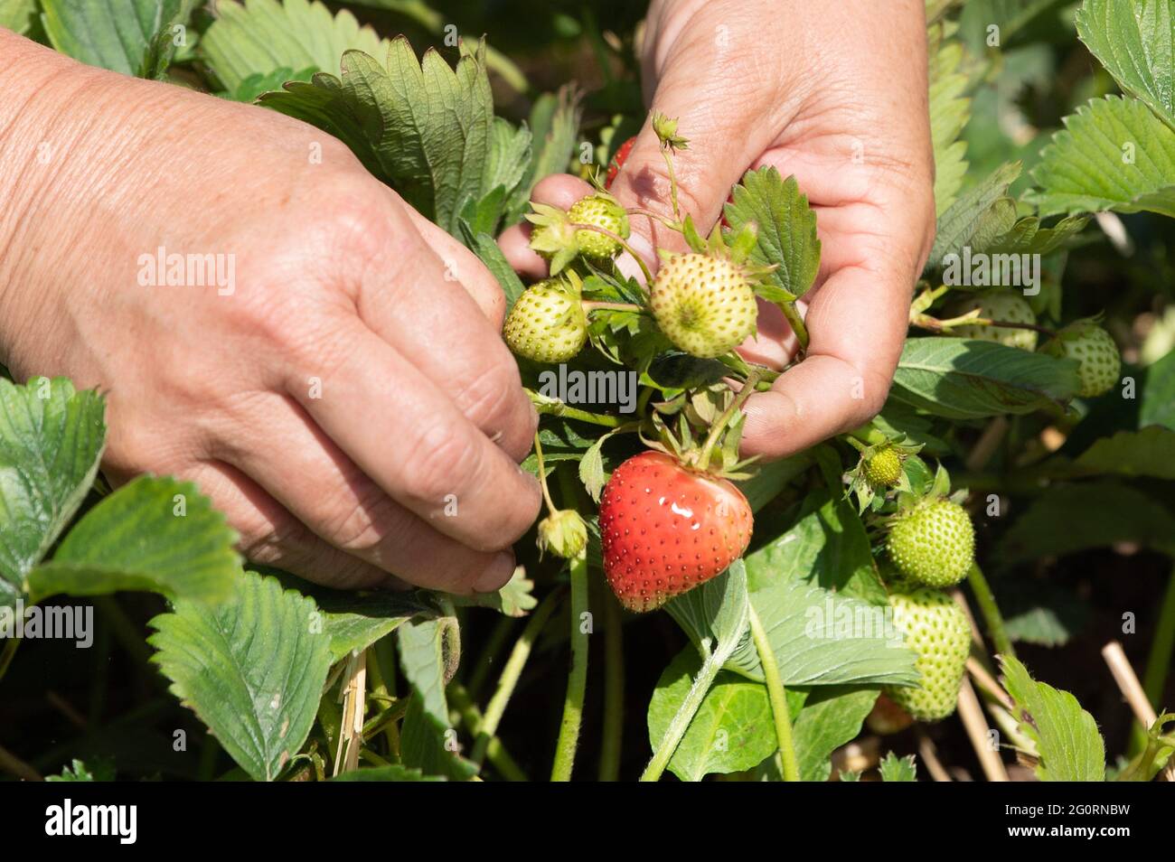 03. Juni 2021, Sachsen, Mügeln: Ein Erntearbeiter pflückt anlässlich der Eröffnung der Erdbeersaison Erdbeeren auf einem Feld. Zwei Wochen später als in den Vorjahren hat in Sachsen die Erdbeersaison begonnen. Foto: Sebastian Kahnert/dpa-Zentralbild/dpa Stockfoto