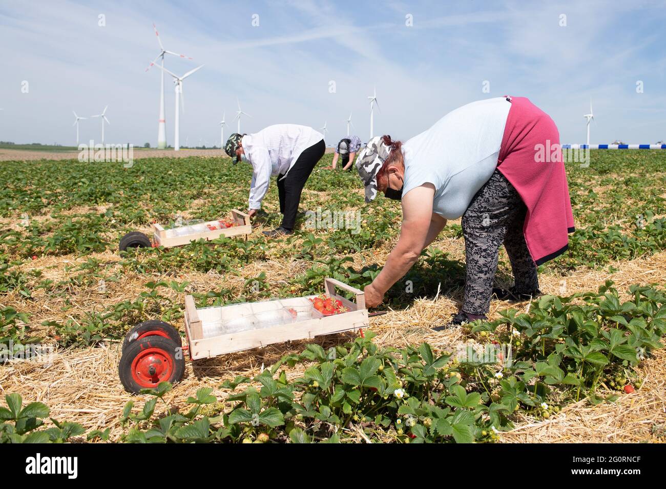 03. Juni 2021, Sachsen, Mügeln: Erntehelfer pflücken anlässlich der Eröffnung der Erdbeersaison Erdbeeren auf einem Feld. Zwei Wochen später als in den Vorjahren hat in Sachsen die Erdbeersaison begonnen. Foto: Sebastian Kahnert/dpa-Zentralbild/dpa Stockfoto