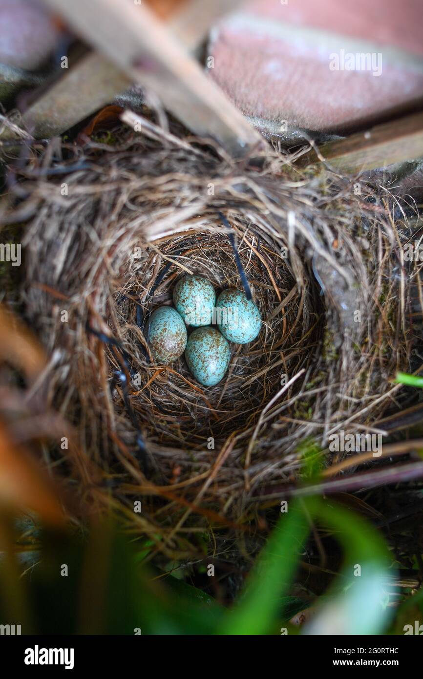 Ein verlassene Amsel Nest mit vier Eiern in einem britischen Garten, das Nest ist unter einem Fenster in einem Vorgarten eines Hauses mit einem Vogel jagenden Hund Stockfoto