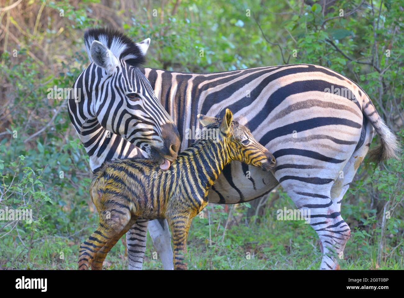 Natürliches Leben in Afrika. Neugeborenes Baby Zebra Fohlen noch nass und glänzend. Mit Mama. Stockfoto