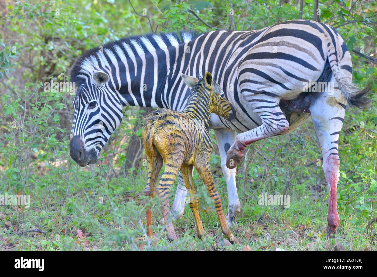 Natürliches Leben in Afrika. Neugeborenes Baby Zebra Fohlen noch nass und glänzend. Mit Mama. Stockfoto