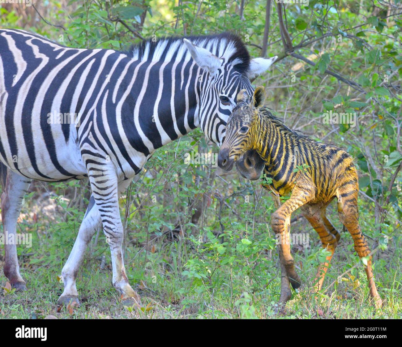 Natürliches Leben in Afrika. Neugeborenes Baby Zebra Fohlen noch nass und glänzend. Mit Mama. Stockfoto