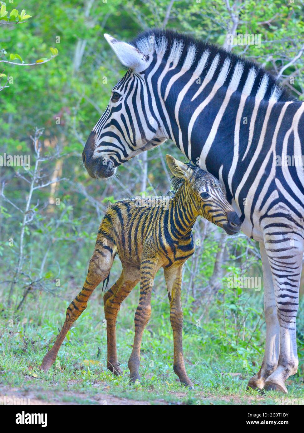 Natürliches Leben in Afrika. Neugeborenes Baby Zebra Fohlen noch nass und glänzend. Mit Mama. Stockfoto