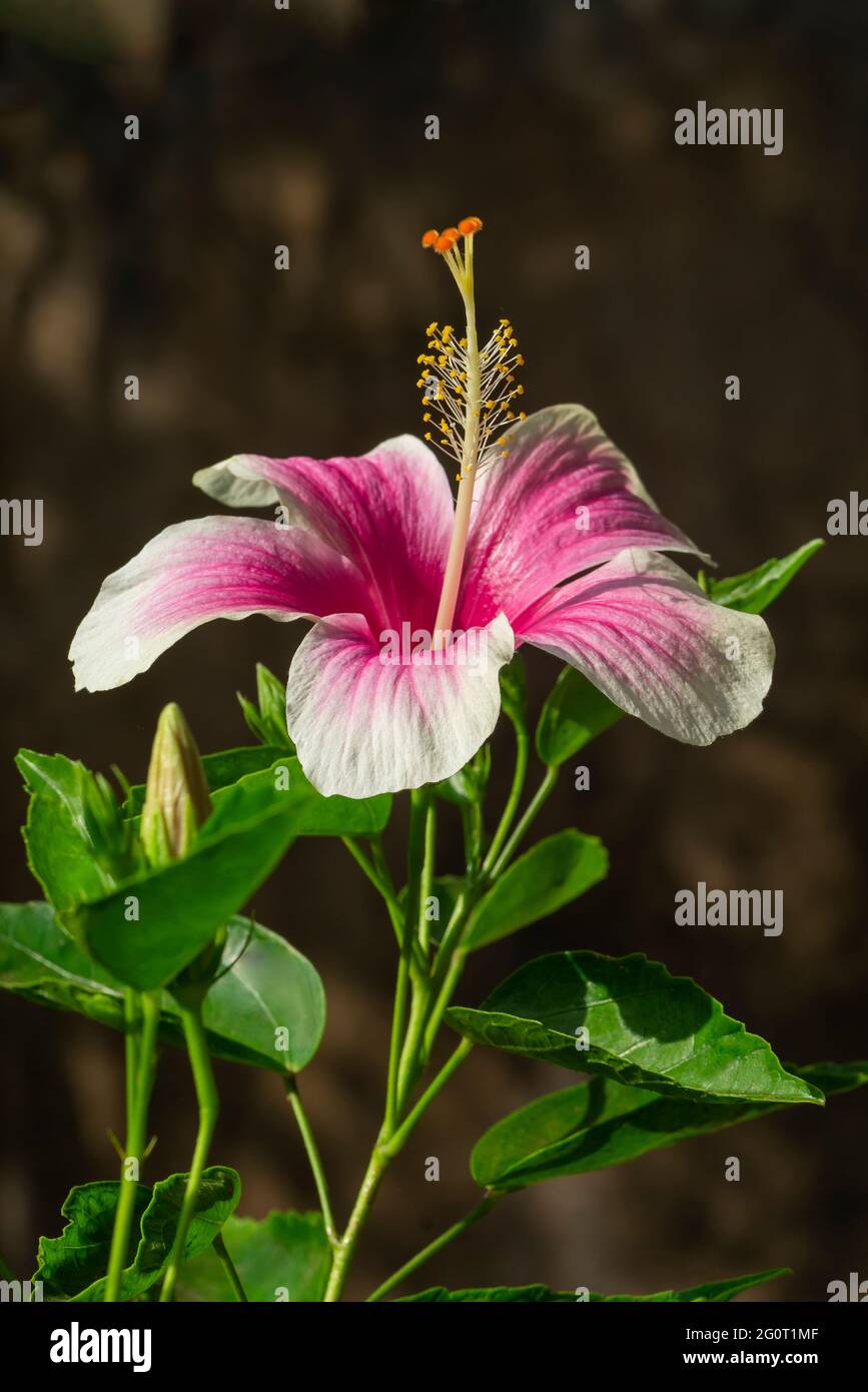 Nahaufnahme der chinesischen Hibiscus, Rosa Sinensis lila weiß blühende Blume mit grünen Blättern wächst im Garten. Stockfoto