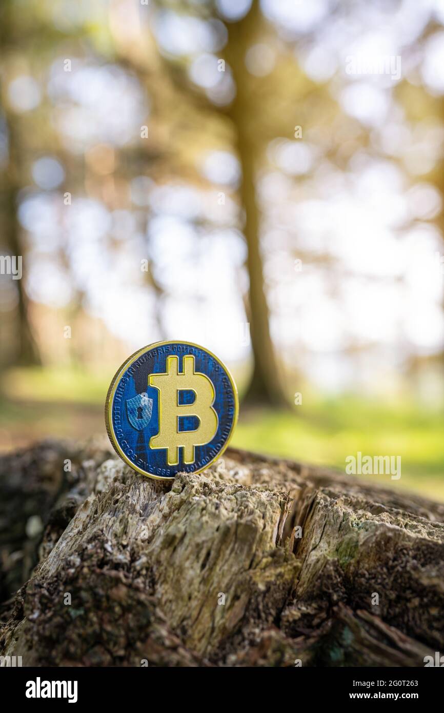 Nahaufnahme von Bitcoin auf einem Baumstumpf im Freien mit grünem, natürlich verschwommenem Waldhintergrund mit Kopierraum. Eine goldene blaue BTC Kryptowährung Münze. Stockfoto
