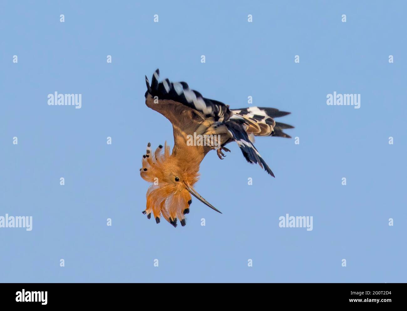 hoope in Wildschutzgebieten sind die Hoopos farbenfrohe Vögel, die in Afrika, Asien und Europa gefunden werden und sich durch ihre markante „Krone“ aus Federn hervortut. Stockfoto
