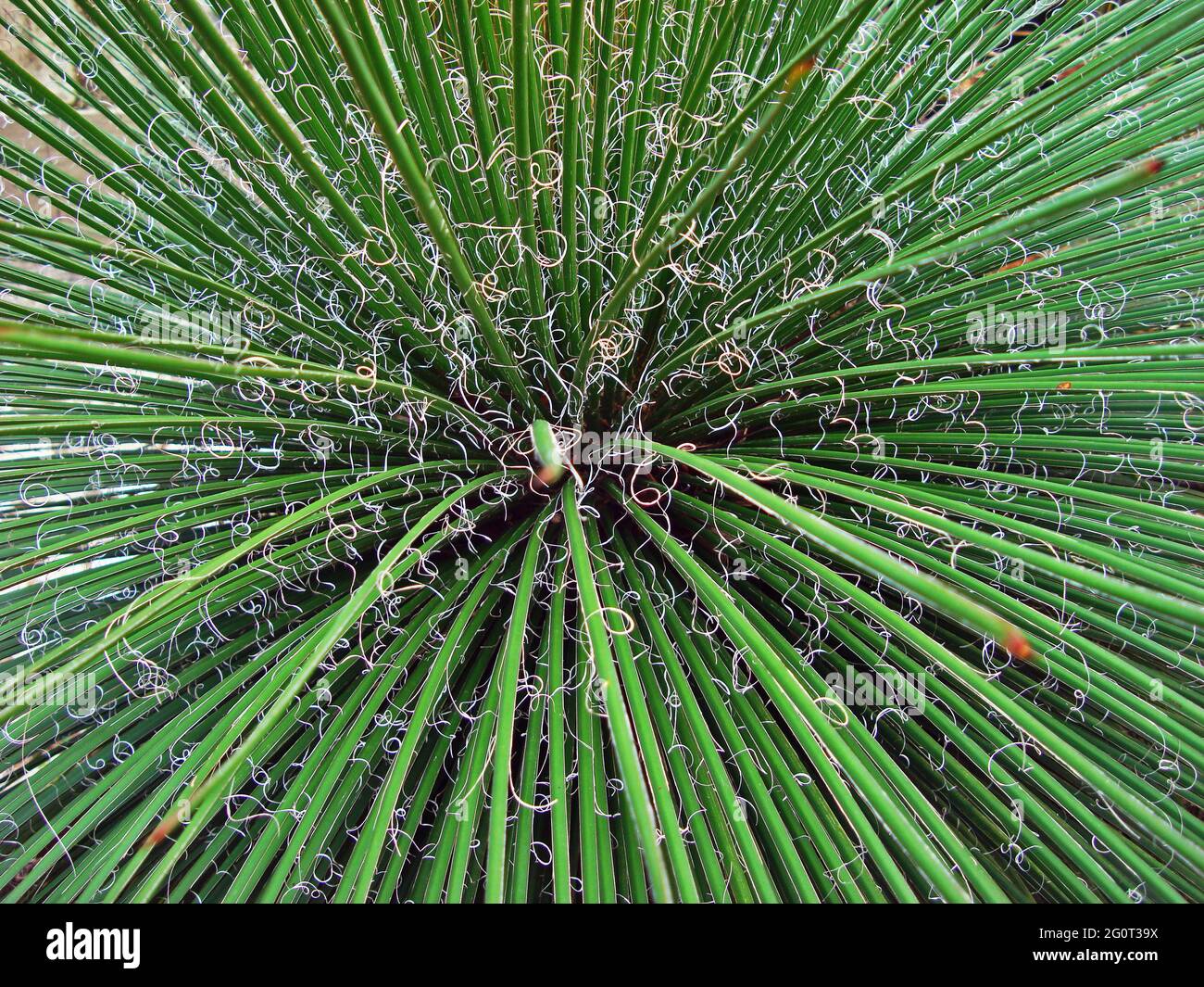 Agave Pflanze (Agave filamentosa) im Garten Stockfoto