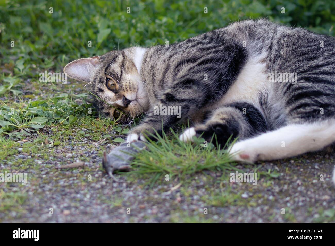 Grau gestreifte junge Katze liegt mit einer gefangenen Maus auf dem Hof Stockfoto