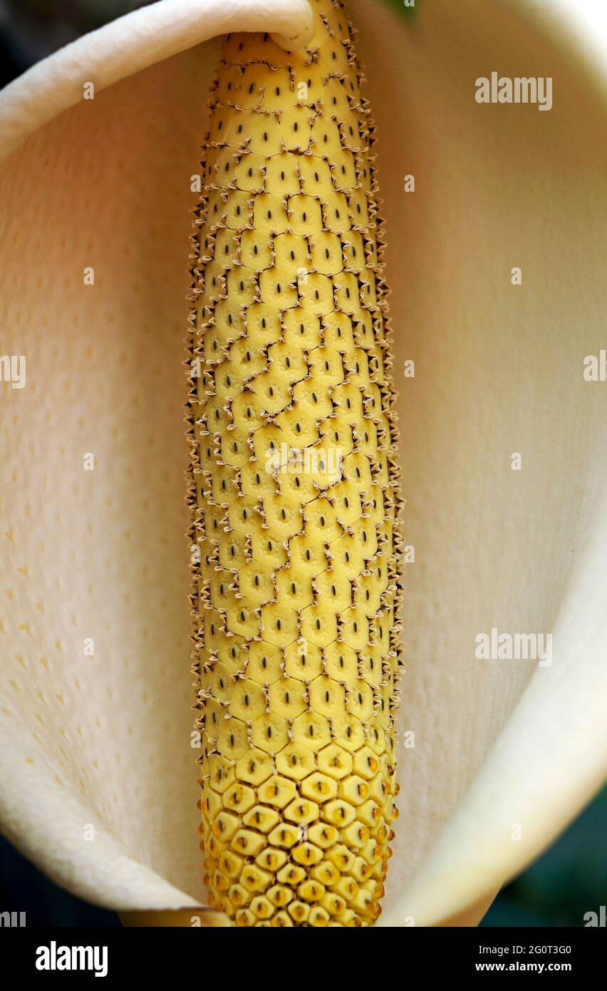 Schweizer Käsepflanze (Monstera deliciosa) Stockfoto