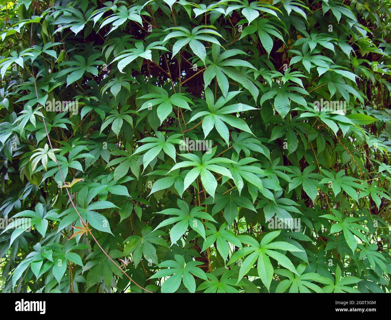 Kletterpflanze im tropischen Regenwald Stockfoto