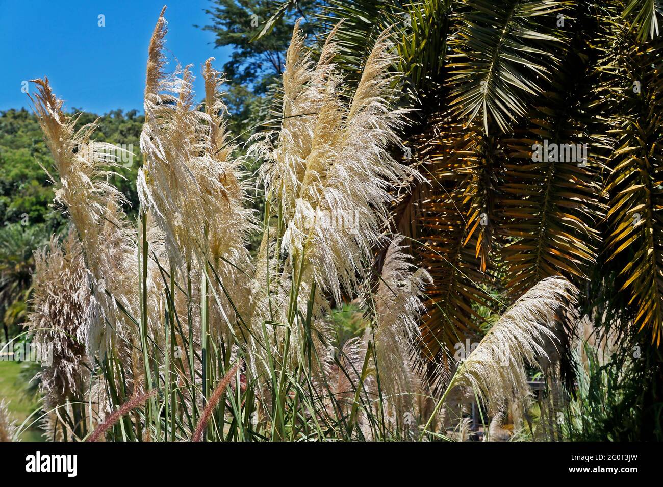Blühendes Gras, Minas Gerais, Brasilien Stockfoto