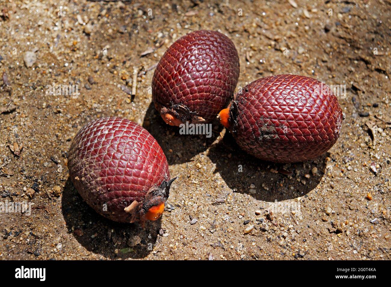 Moriche Palme (Mauritia flexuosa) Früchte auf dem Boden Stockfoto