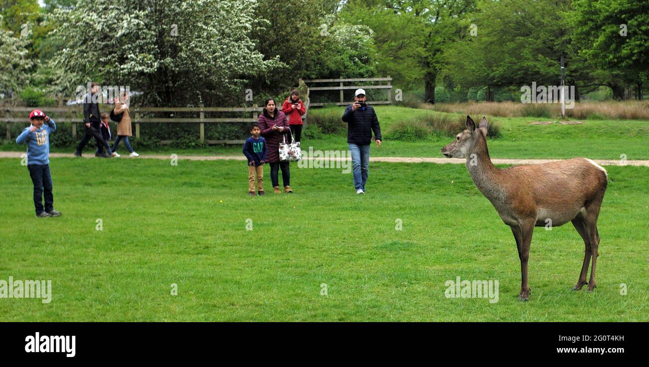 Touristen fotografieren, wie Hirsche im Richmond Park, London, am 15. Mai 2021 herumlaufen. Fotografieren Sie John voos Stockfoto