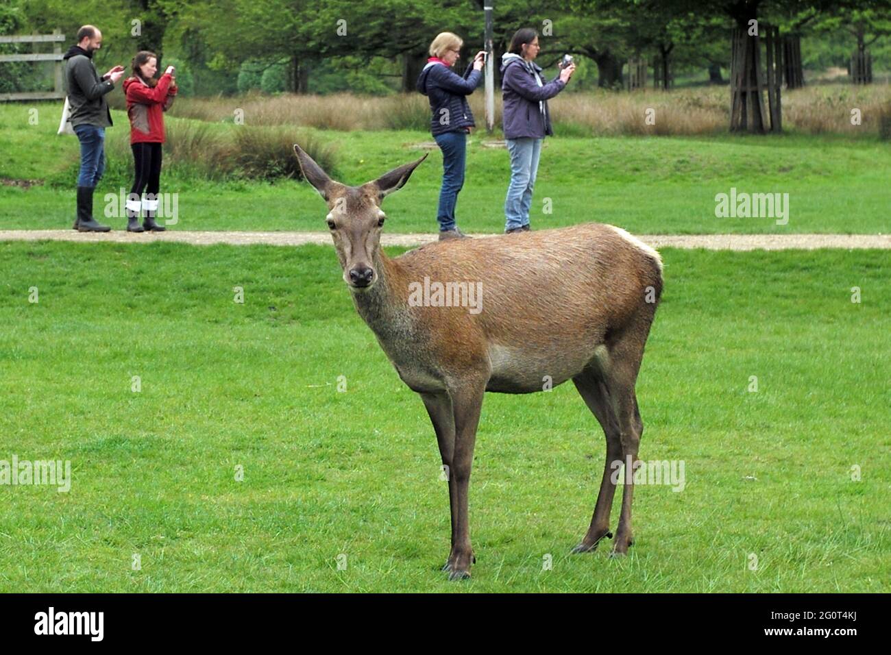Touristen fotografieren, wie Hirsche im Richmond Park, London, am 15. Mai 2021 herumlaufen. Fotografieren Sie John voos Stockfoto