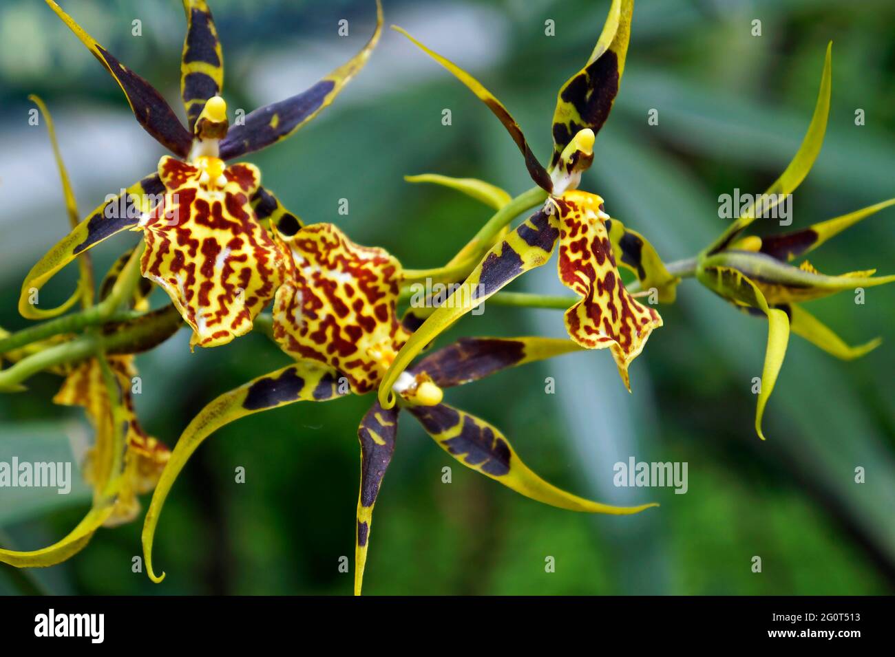 Orchideen verzweigen sich im Gewächshaus Stockfoto