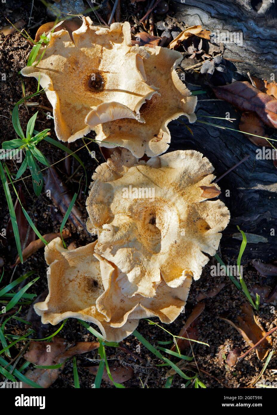 Pilze auf Holz im tropischen Regenwald Stockfoto