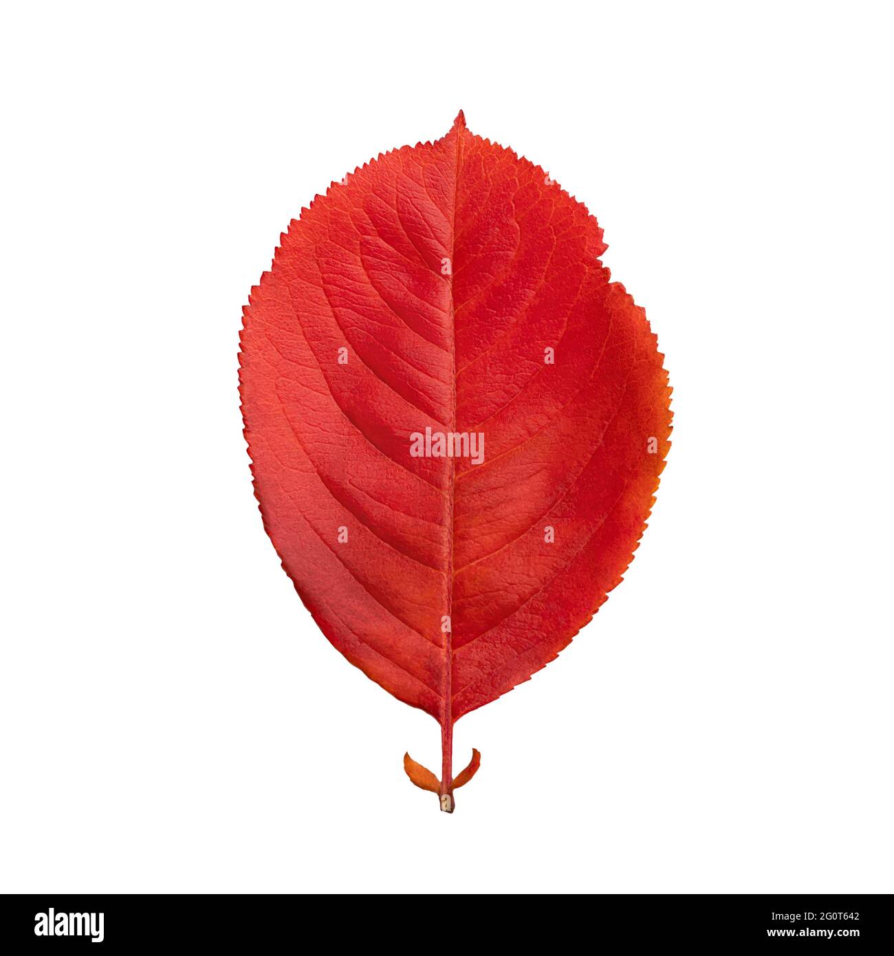 Rotes ovales Herbstblatt isoliert auf weißem Hintergrund Stockfoto
