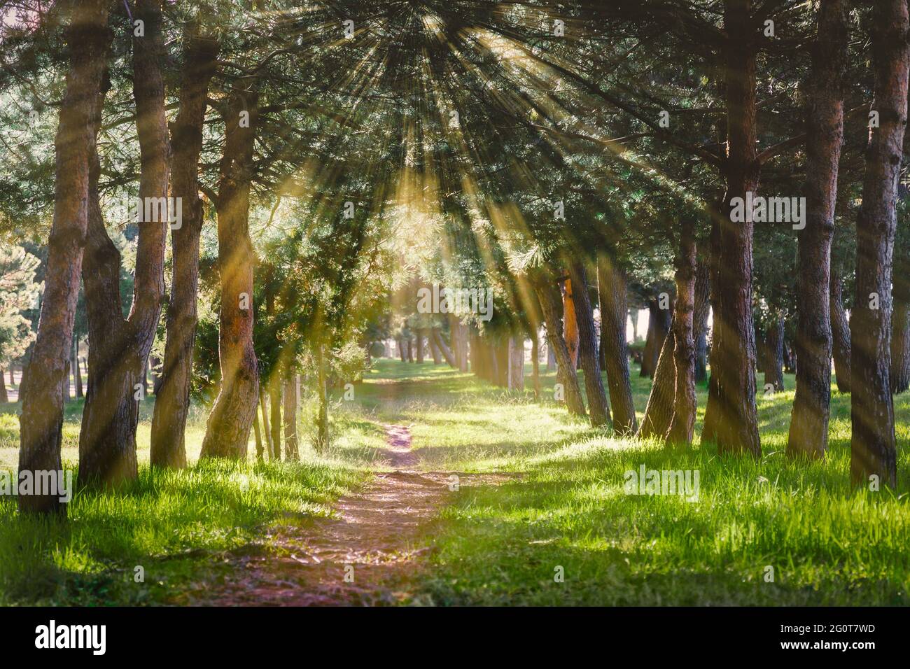Sonnenstrahlen, die durch die Bäume zum Gras am Wald führen. Ein Pfad in einem von der Sonne beleuchteten Pinienwald. Defokussieren Sie das Foto mit weichem Fokus. Stockfoto