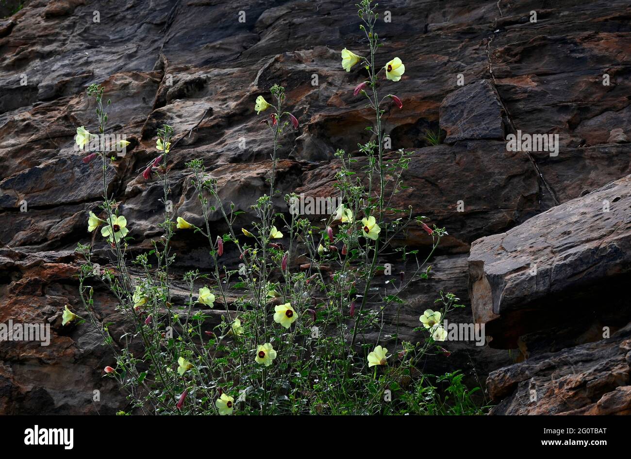 Der Nationalpark Mapungubwe ist ein Weltkulturerbe in Limpopo, Südafrika Stockfoto