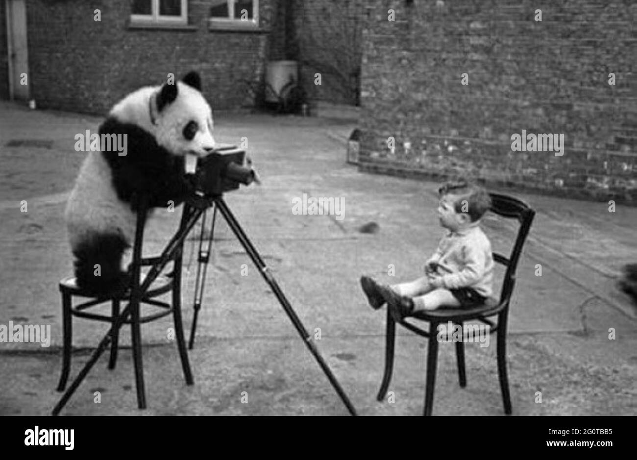 Skurrile Vintage-Fotografie - Panda gibt vor, ein Foto eines sitzenden Jungen zu machen. Stockfoto