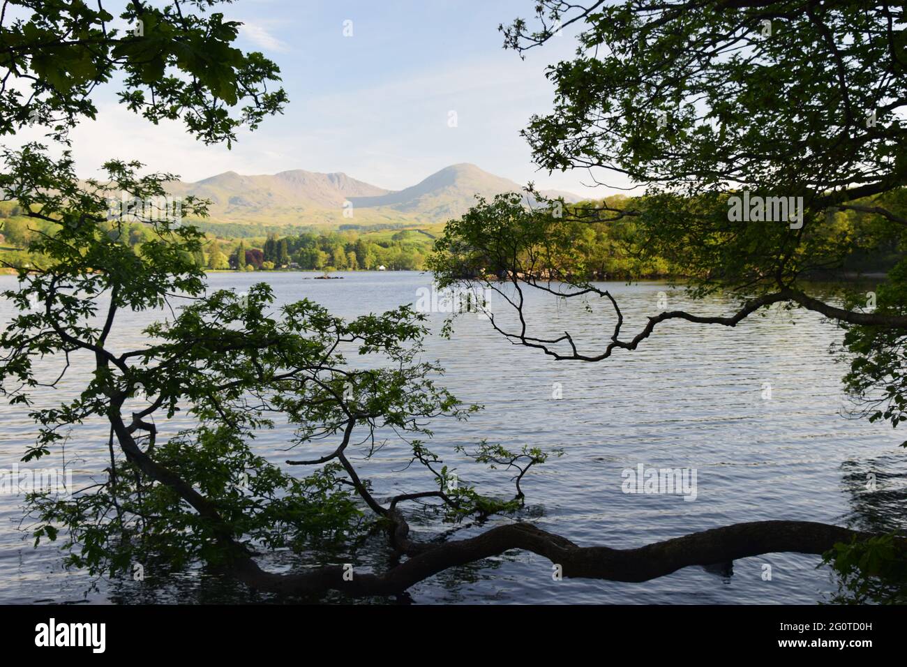 Coniston Water liegt inmitten der Pracht der umliegenden Furness Fjälls mit dem alten Mann von Coniston Blick über die Szene an einem sonnigen Sommermorgen. Stockfoto