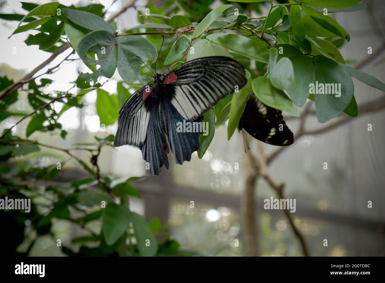 Schmetterlinge im Schmetterlingsgarten Stockfoto