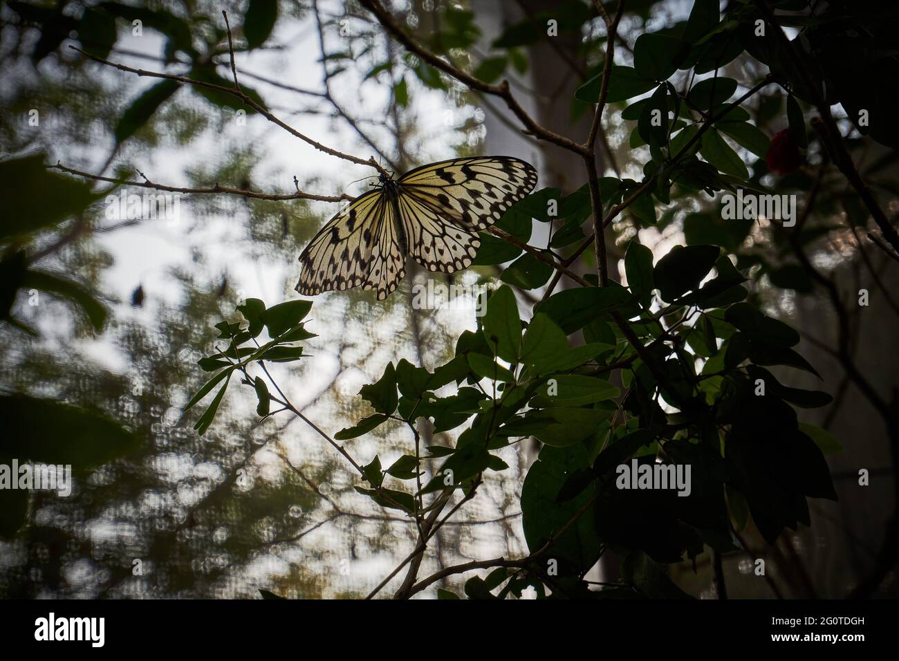 Schmetterlinge im Schmetterlingsgarten Stockfoto