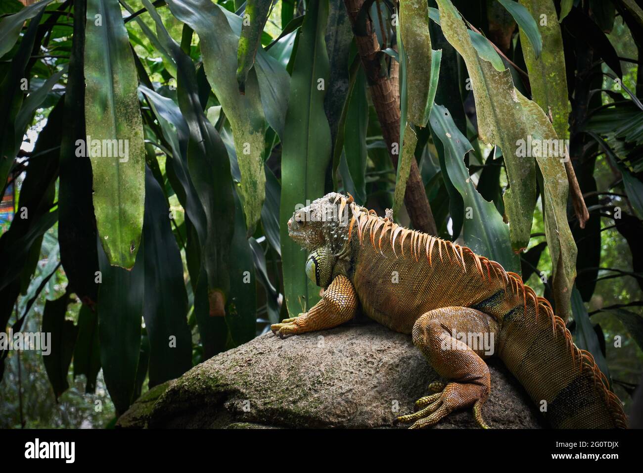 leguan auf einem Felsen sitzend Stockfoto