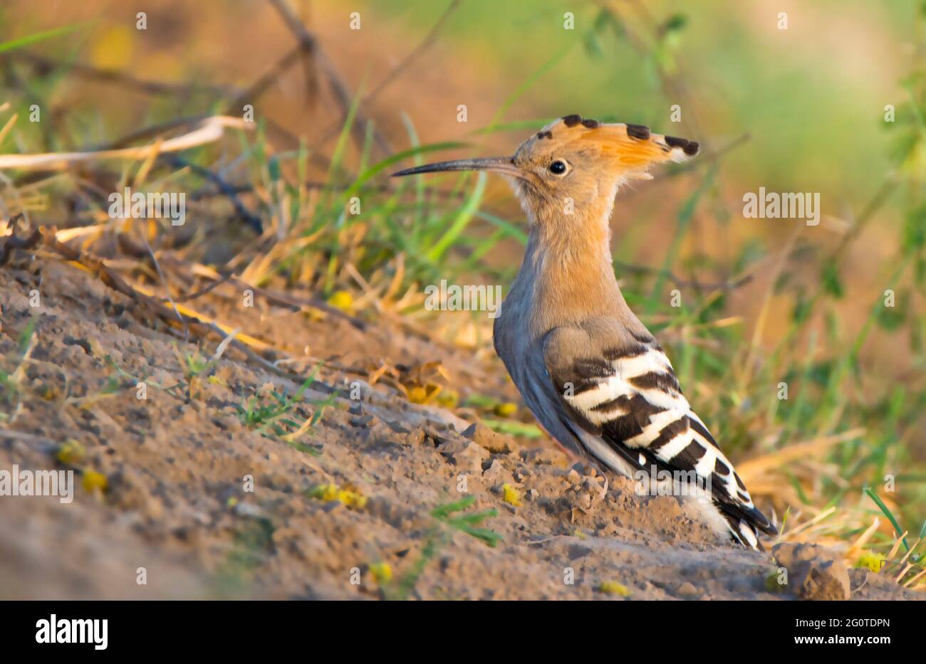 hoope in Wildschutzgebieten sind die Hoopos farbenfrohe Vögel, die in Afrika, Asien und Europa gefunden werden und sich durch ihre markante „Krone“ aus Federn hervortut. Stockfoto