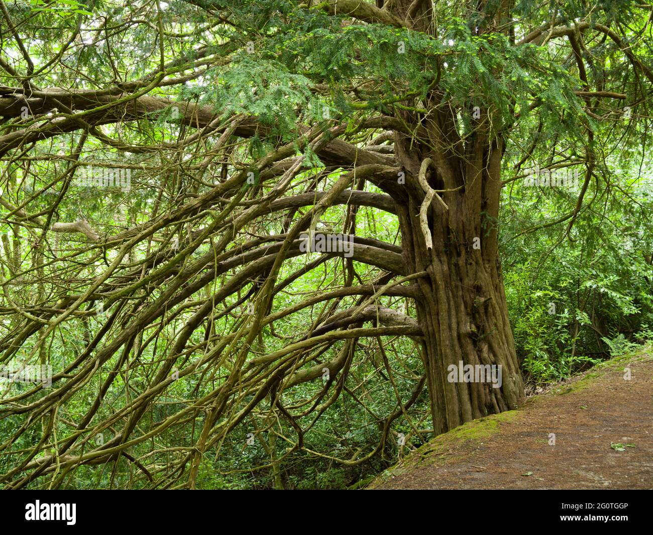 Ein gewöhnlicher Eibenbaum (Taxus baccata), auch bekannt als englische Eibe oder Europäische Eibe in Mendip Lodge Wood, Mendip Hills, North Somerset, England. Stockfoto