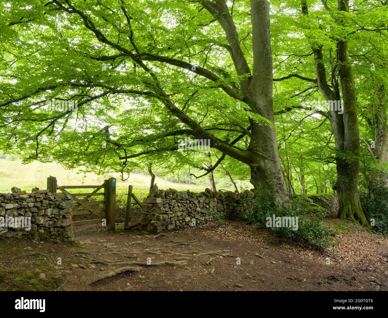 Ein Tor in einer Trockenmauer zum Dolebury Warren aus Mendip Lodge Wood in der Mendip Hills National Landscape, Upper Langford, North Somerset, England. Stockfoto