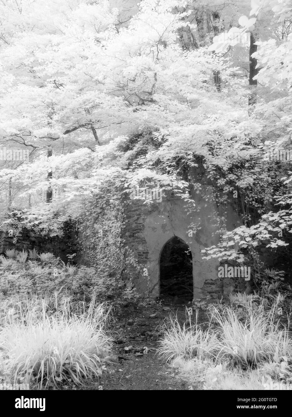 Die Ruinen der Mendip Lodge, dem Landsitz des Reverend Thomas Sedgewick Whalley aus dem 18. Jahrhundert, im Mendip Lodge Wood in den Mendip Hills, Upper Langford, North Somerset, England. Stockfoto