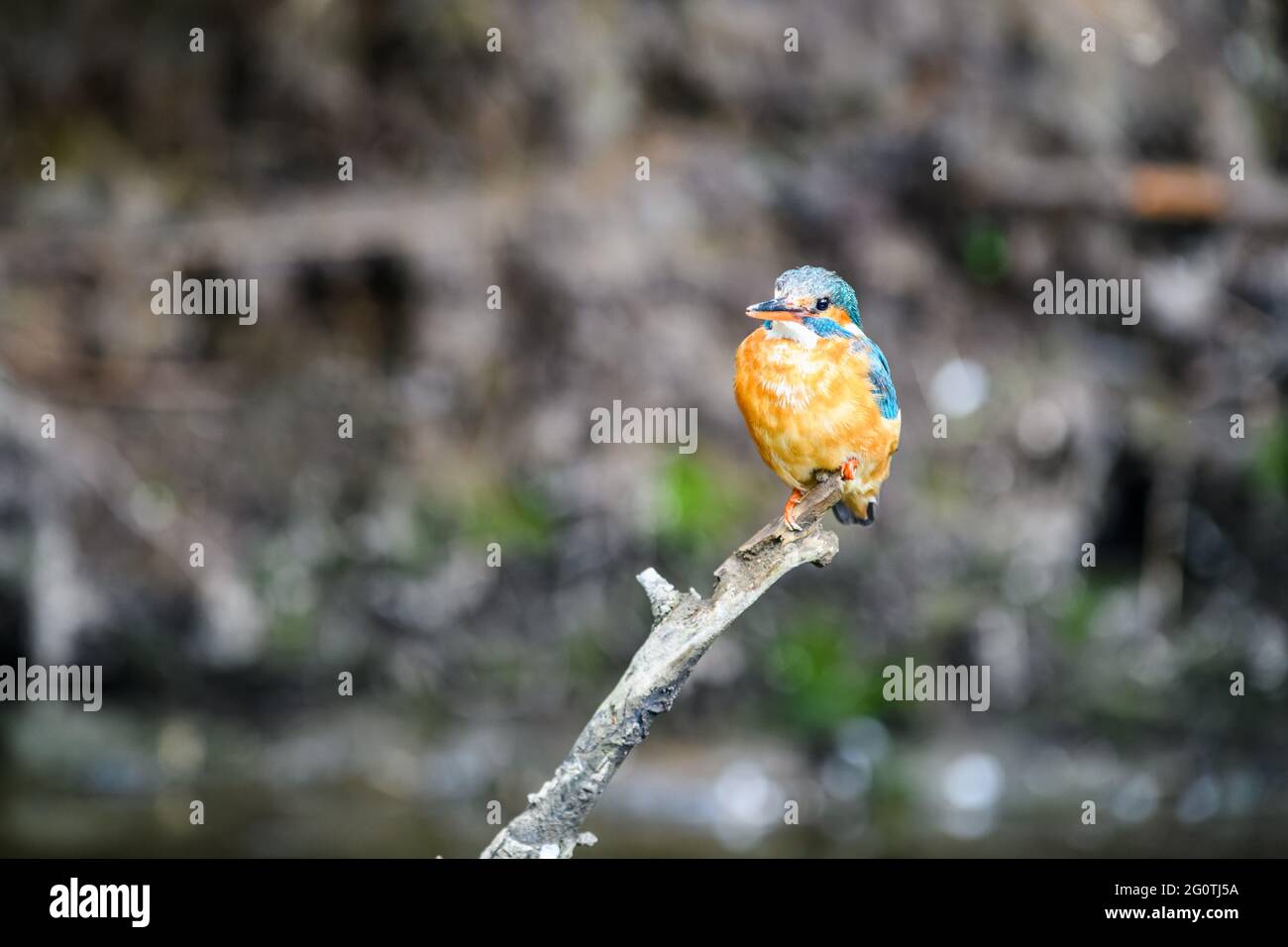 Die Eiskönigin (Alcedo atthis) sitzt auf einem Zweig über einem Waldbach und sucht nach Nahrung. Stockfoto