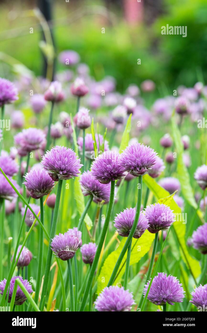 Allium Schoenoprasum. Blühende Schnittlauch in einem englischen Garten Stockfoto