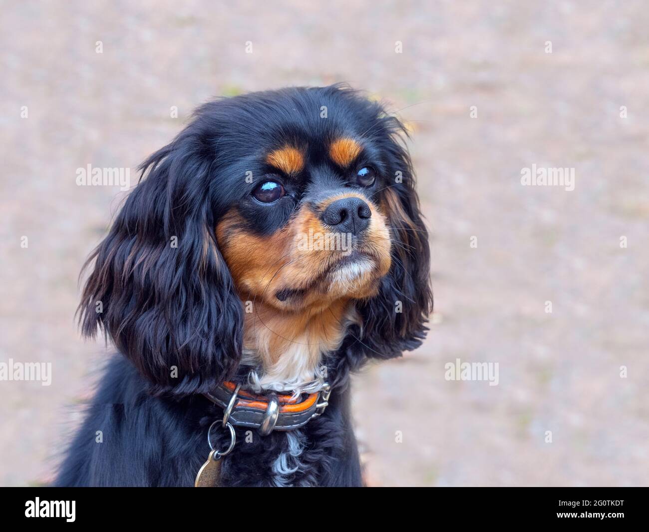 Cavalier King Charles Spaniel Porträt May Norfolk Stockfoto