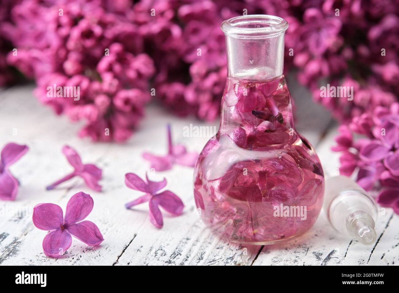 Flieder ätherisches Öl oder Infusionsflasche. Syringa-Extrakt. Blüte Flieder Blume auf dem Hintergrund. Stockfoto