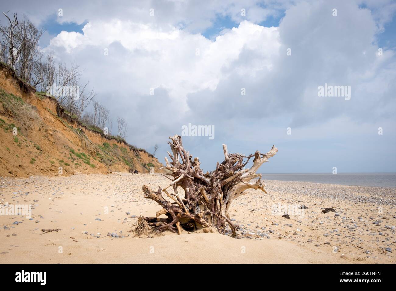 Gefallener Baum am Strand von Covehithe in Suffolk, verursacht durch Küstenerosion Stockfoto