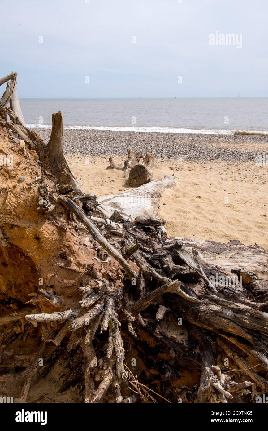 Gefallener Baum am Strand von Covehithe in Suffolk, verursacht durch Küstenerosion Stockfoto