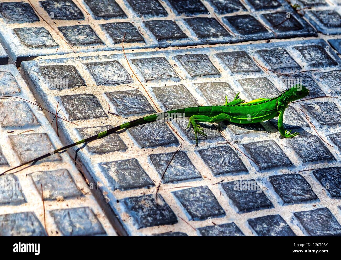 Leguan kriecht über Terrassensteine Stockfoto