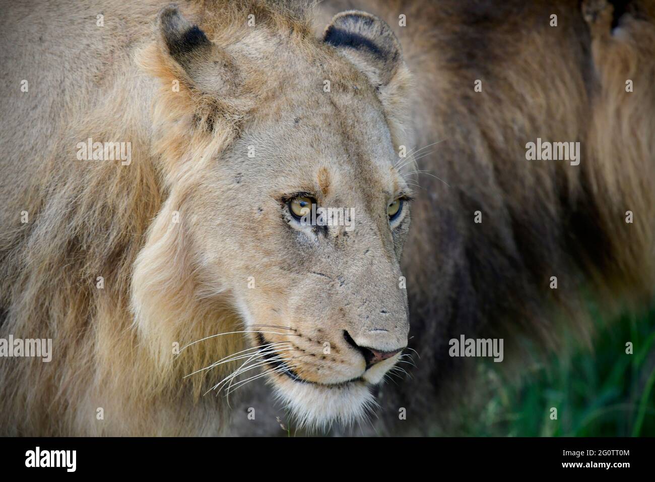 Krüger National Park, Südafrika. Stockfoto