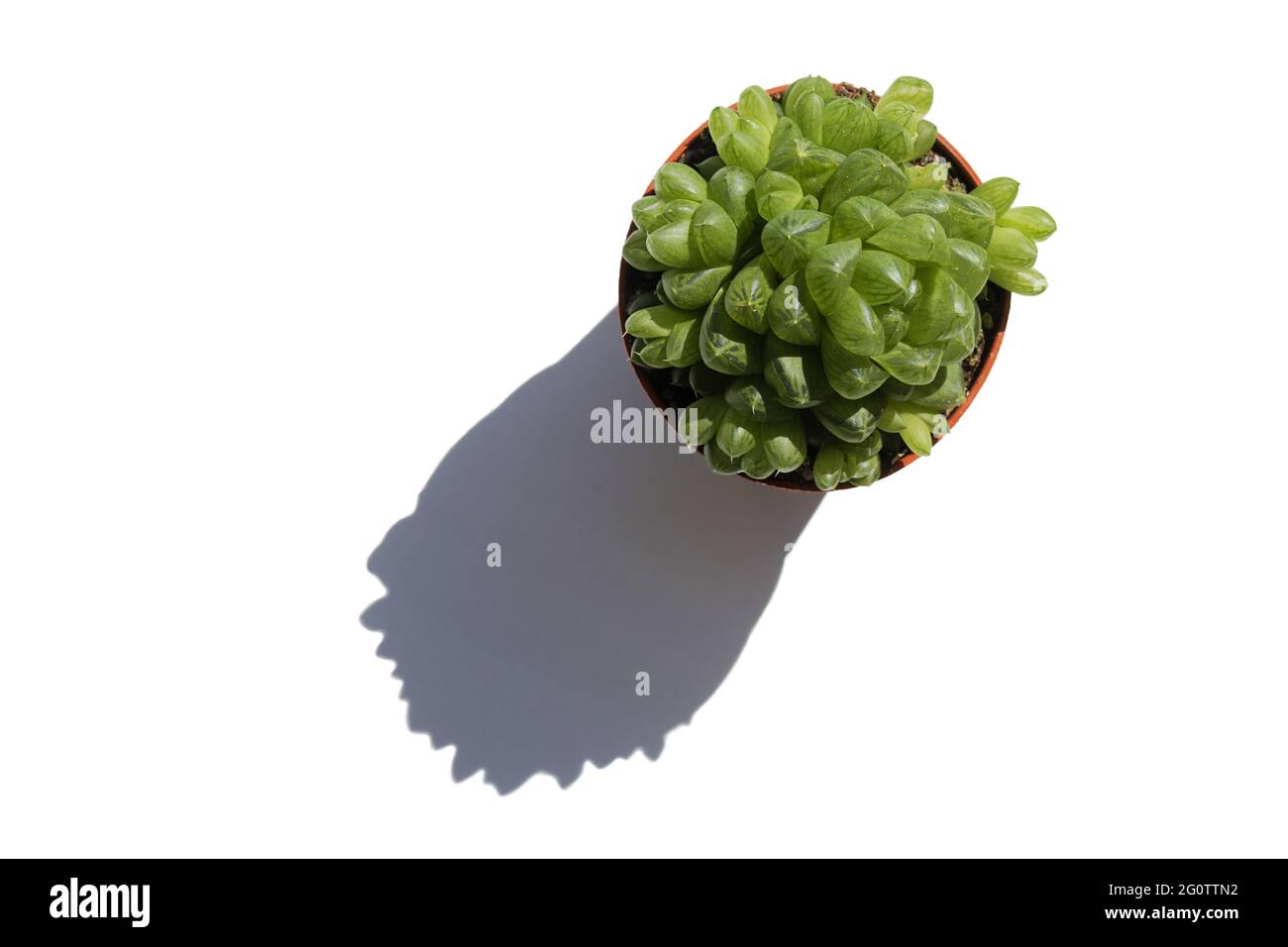 Grüne Sukulente Mini-Aloe im Topf auf weißem Tisch. Draufsicht und Schatten. Stockfoto