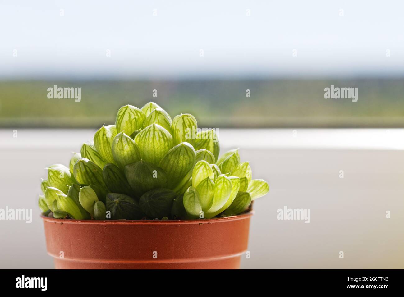 Grüne Sukulente Mini-Aloe in Topf auf Fensterbank vor verschwommenem Hintergrund. Stockfoto