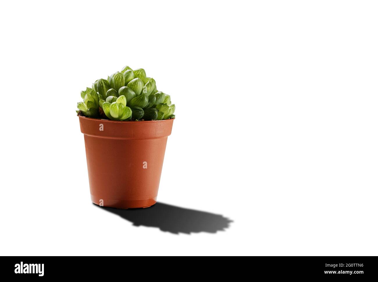 Kleine grüne Sukulente Mini-Aloe in Topf isoliert auf weißem Hintergrund mit Schatten. Copyspace. Stockfoto