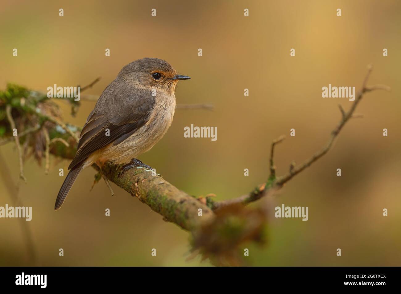 Dunkelbrauner Flycatcher - Muscicapa adusta, schöner kleiner brauner Barschvögel aus afrikanischen Wäldern und Hügeln, Bale Mountains, Äthiopien. Stockfoto