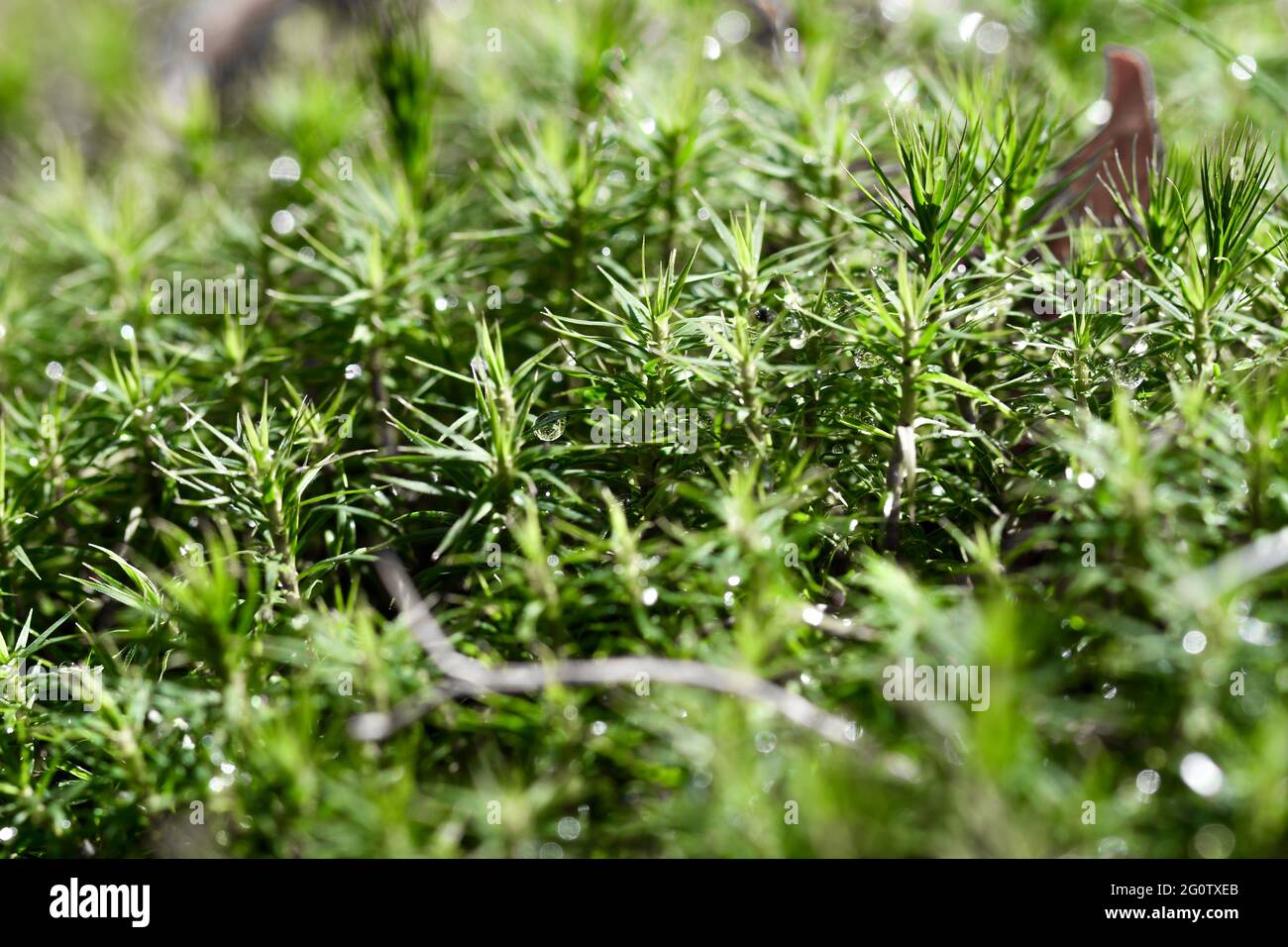 Nahaufnahme von Regentropfen in grünem Moos Stockfoto