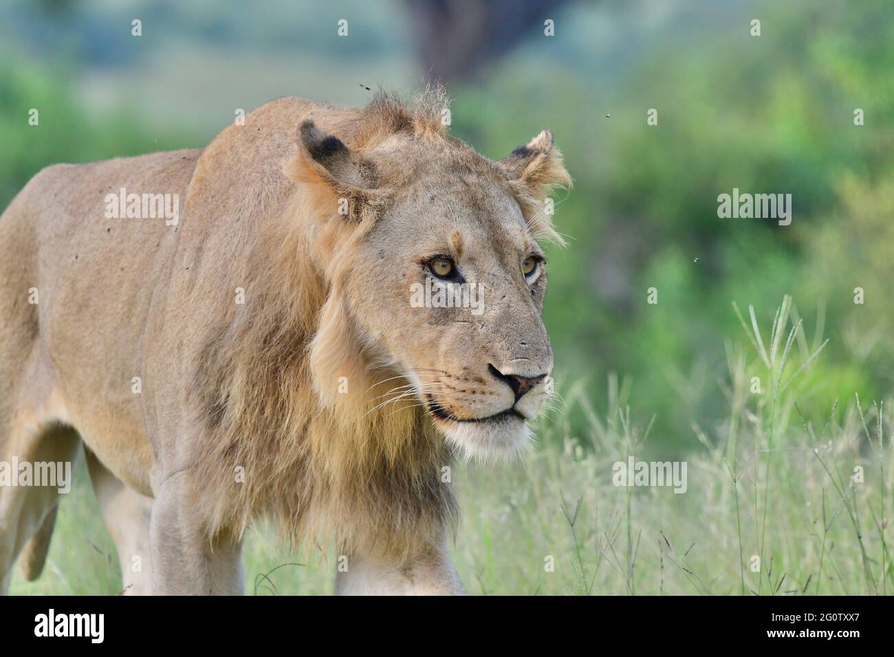 Krüger National Park, Südafrika. Stockfoto