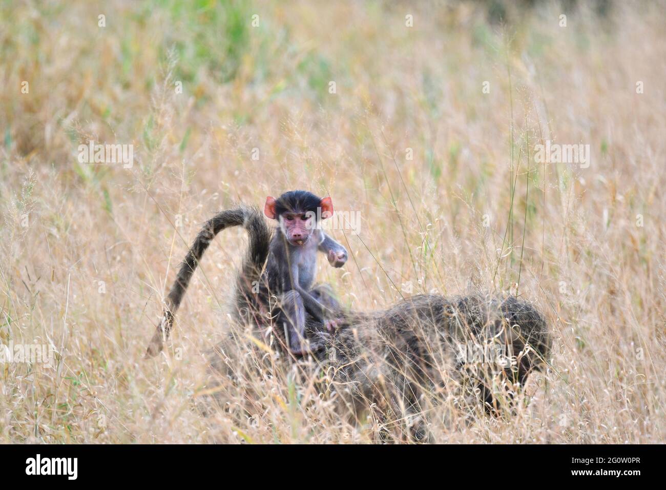 Krüger National Park, Südafrika. Stockfoto
