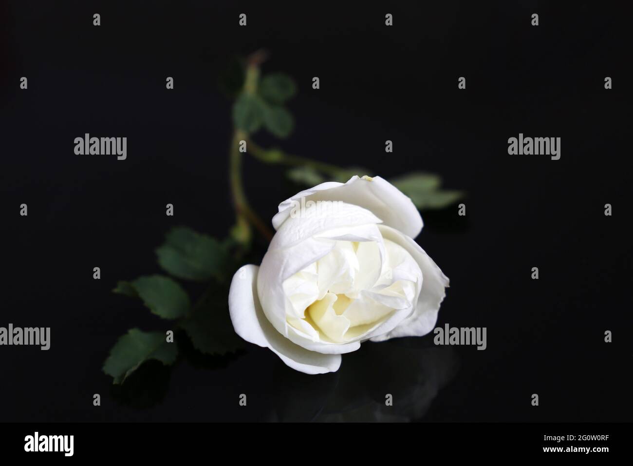 Weiße Rose auf schwarzem Glashintergrund. Blume mit Blättern Stockfoto