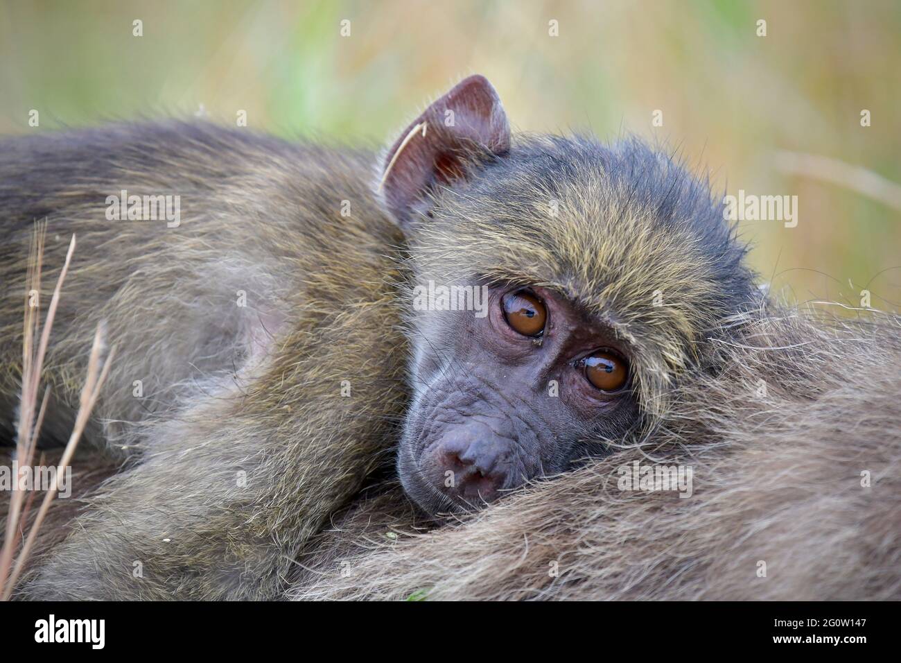 Krüger National Park, Südafrika. Stockfoto